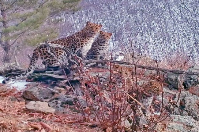В Приморье семья леопардов попала на видео