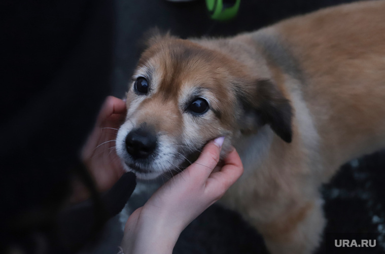 Учимся быть pet-friendly и знакомимся с новыми премьерами