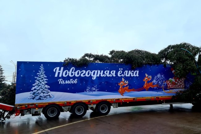 В центре Тамбова впервые установят настоящую елку
