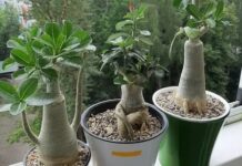 Какие растения можно сажать в грунт Лечуза?